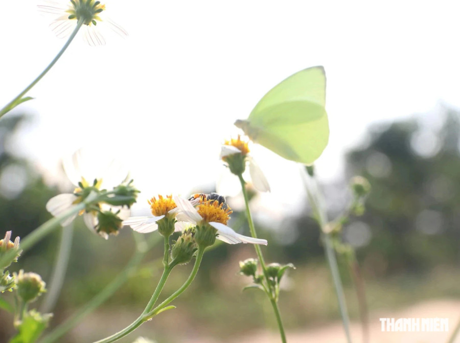 Một chú ong cũng đang hút mật ngay phía dưới con bướm. Ảnh: XUÂN LÂM