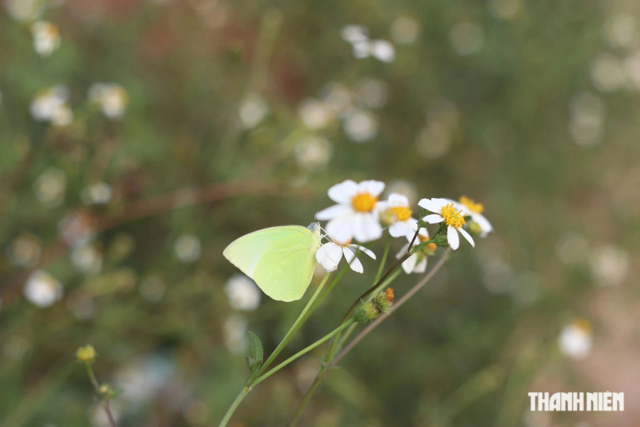 Hoa xuyến chi góp phần tô thêm vẻ đẹp của mùa bướm bay rợp trời Tây nguyên. Ảnh: XUÂN LÂM