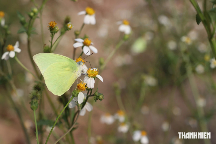 Đi ngoài đường, nếu không có kính bảo hộ sẽ rất dễ bị bướm vô tình bay đụng vào mắt, mũi... Ảnh: XUÂN LÂM