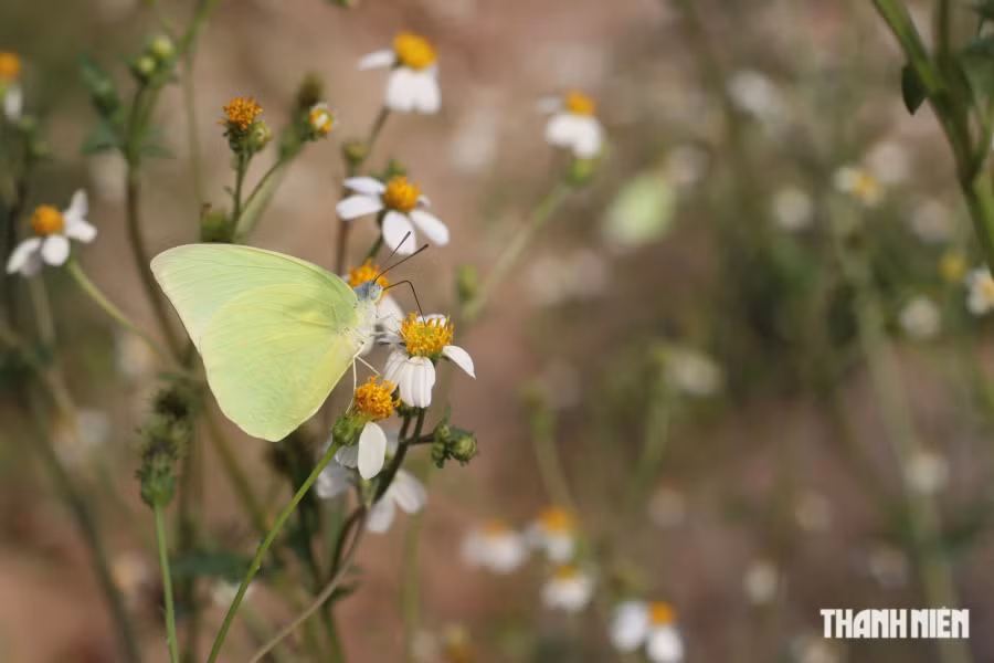 Đi ngoài đường, nếu không có kính bảo hộ sẽ rất dễ bị bướm vô tình bay đụng vào mắt, mũi... Ảnh: XUÂN LÂM