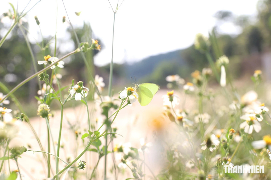 Tây nguyên mùa nắng và gió. Hiện bà con đang tất bật tưới nước cho cây cà phê, hồ tiêu, sầu riêng. Ảnh: XUÂN LÂM