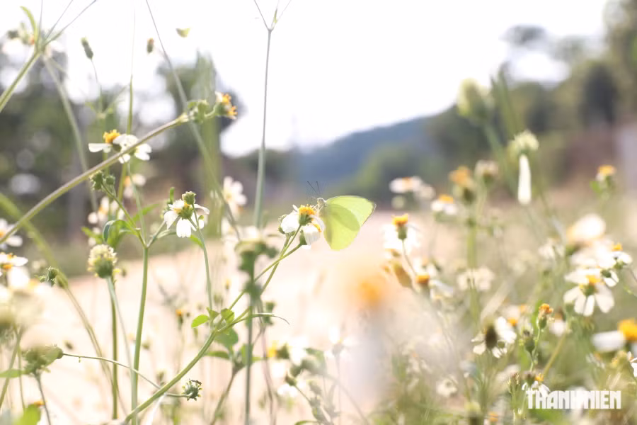 Tây nguyên mùa nắng và gió. Hiện bà con đang tất bật tưới nước cho cây cà phê, hồ tiêu, sầu riêng. Ảnh: XUÂN LÂM