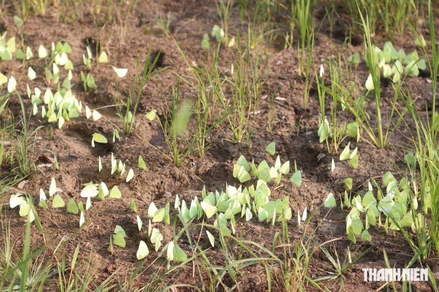 Bướm đậu thành từng đàn trên một cánh đồng ở Đắk Nông. Ảnh: XUÂN LÂM