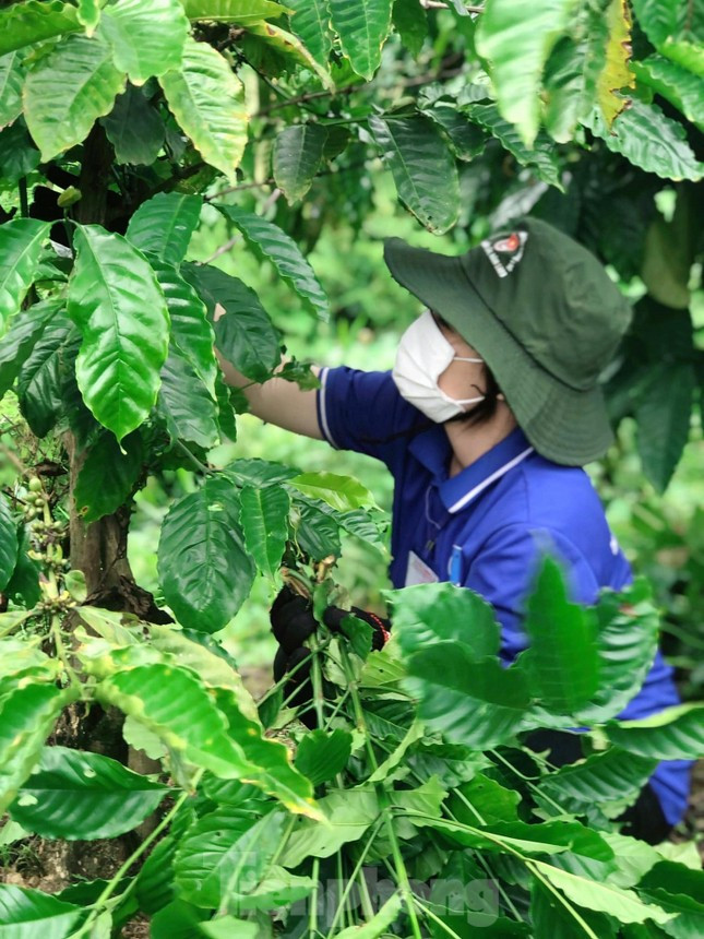 Thanh niên tình nguyện giúp người dân vặt chồi, làm cỏ cà phê ảnh 5