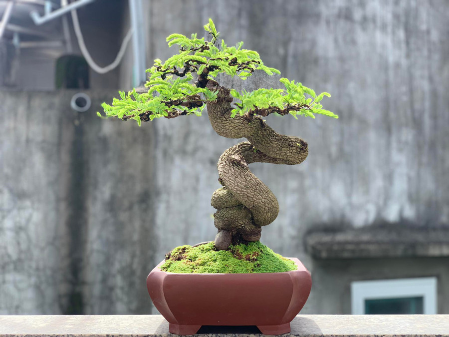 Bonsai me được nhiều người ưa chuộng dịp tết. Ảnh: Văn Trí Bonsai me được nhiều người ưa chuộng dịp tết. Ảnh: Văn Trí