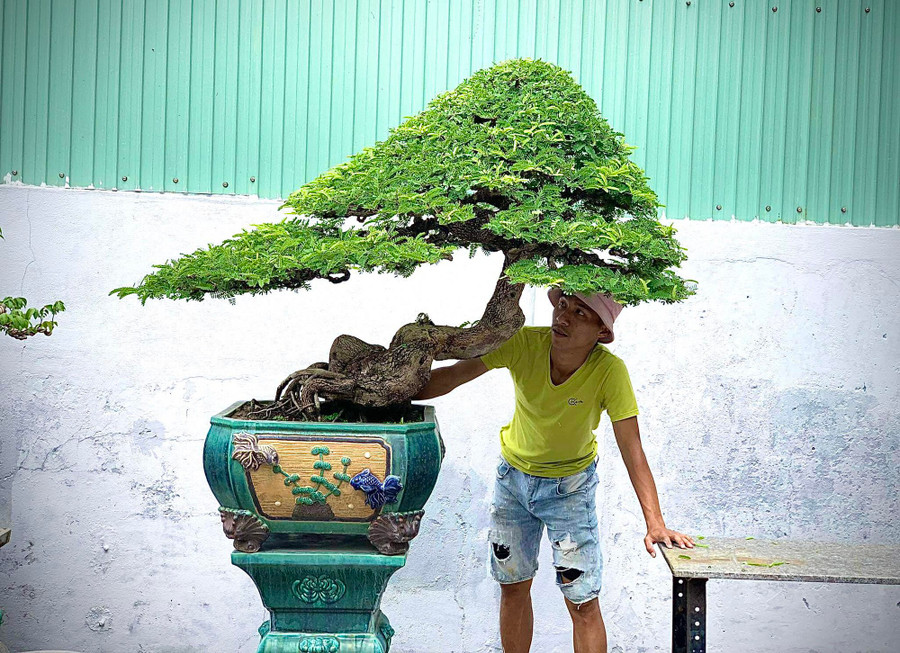 Bonsai me dáng "độc lạ" của Khánh. Ảnh: NVCC Bonsai me dáng "độc lạ" của Khánh. Ảnh: NVCC