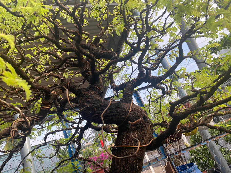 Với một số người, bonsai me có cành lá sum suê mang ý nghĩa "hút" tài lộc vào nhà. Ảnh: NVCC Với một số người, bonsai me có cành lá sum suê mang ý nghĩa "hút" tài lộc vào nhà. Ảnh: NVCC