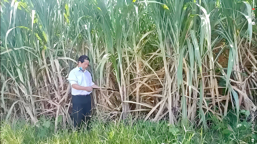 Ông Lê Văn Thoát (tổ 10, thị trấn Phú Túc) kiểm tra sự phát triển của cây mía. Ảnh: Lê Nam Ông Lê Văn Thoát (tổ 10, thị trấn Phú Túc) kiểm tra sự phát triển của cây mía. Ảnh: Lê Nam