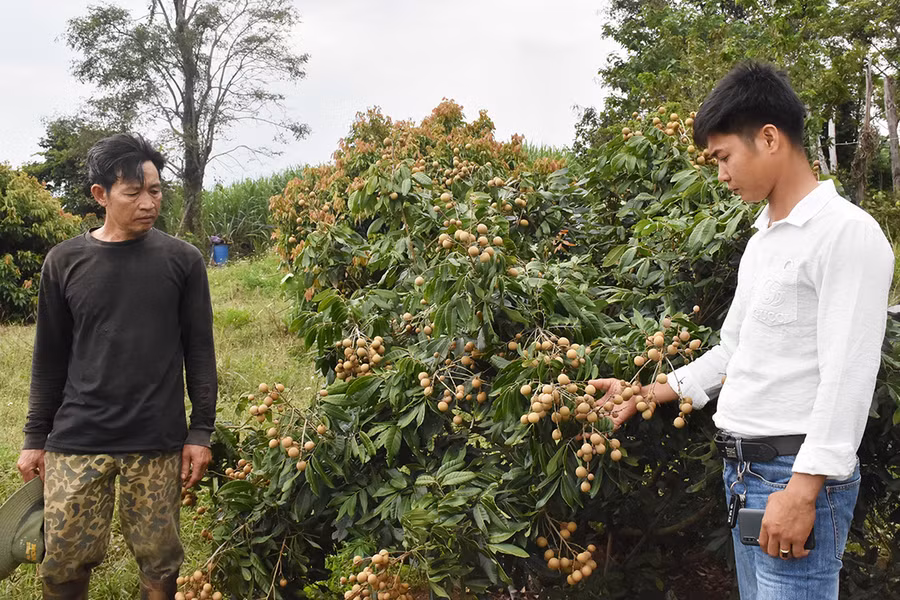 Thông qua chương trình giảm nghèo, gia đình ông Hoàng Đình Dũng (thôn 2, xã Kông Yang, huyện Kông Chro) được hỗ trợ chuyển đổi sang trồng nhãn để cải thiện thu nhập. Ảnh: P.N