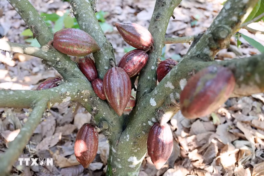 Tỉnh Đắk Lắk hiện có khoảng 1.140ha trồng cacao. (Ảnh: Hoài Thu/TTXVN) Tỉnh Đắk Lắk hiện có khoảng 1.140ha trồng cacao. (Ảnh: Hoài Thu/TTXVN)