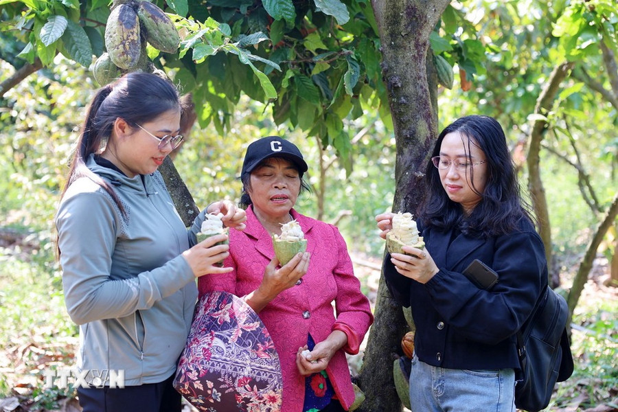 Du khách trải nghiệm thưởng thức hạt cacao tươi ngay tại vườn của người dân ở xã Ea Na, huyện Krông Ana, tỉnh Đắk Lắk. (Ảnh: Hoài Thu/TTXVN) Du khách trải nghiệm thưởng thức hạt cacao tươi ngay tại vườn của người dân ở xã Ea Na, huyện Krông Ana, tỉnh Đắk Lắk. (Ảnh: Hoài Thu/TTXVN)