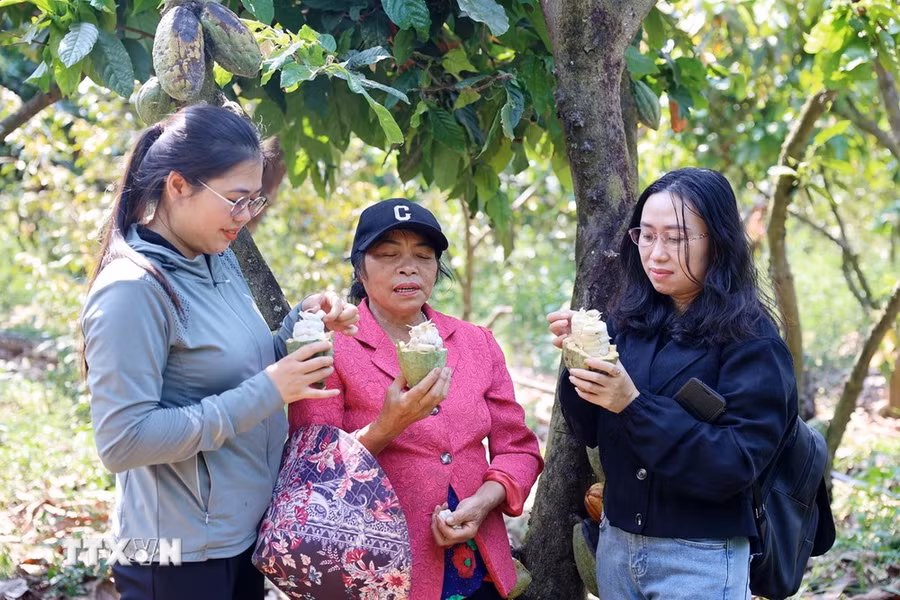 Du khách trải nghiệm thưởng thức hạt cacao tươi ngay tại vườn của người dân ở xã Ea Na, huyện Krông Ana, tỉnh Đắk Lắk. (Ảnh: Hoài Thu/TTXVN) Du khách trải nghiệm thưởng thức hạt cacao tươi ngay tại vườn của người dân ở xã Ea Na, huyện Krông Ana, tỉnh Đắk Lắk. (Ảnh: Hoài Thu/TTXVN)