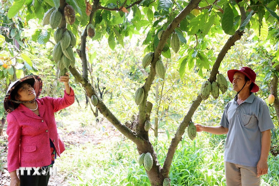 Cán bộ Hợp tác xã nông nghiệp sản xuất cacao hạt Tân Thành, tỉnh Đắk Lắk cùng thành viên đánh giá tiềm năng phát triển của cây ca cao. (Ảnh: Hoài Thu/TTXVN) Cán bộ Hợp tác xã nông nghiệp sản xuất cacao hạt Tân Thành, tỉnh Đắk Lắk cùng thành viên đánh giá tiềm năng phát triển của cây ca cao. (Ảnh: Hoài Thu/TTXVN)