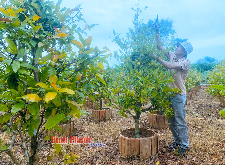 Vườn mai vàng tự nhiên nhà ông Vinh được chăm sóc tỉ mỉ