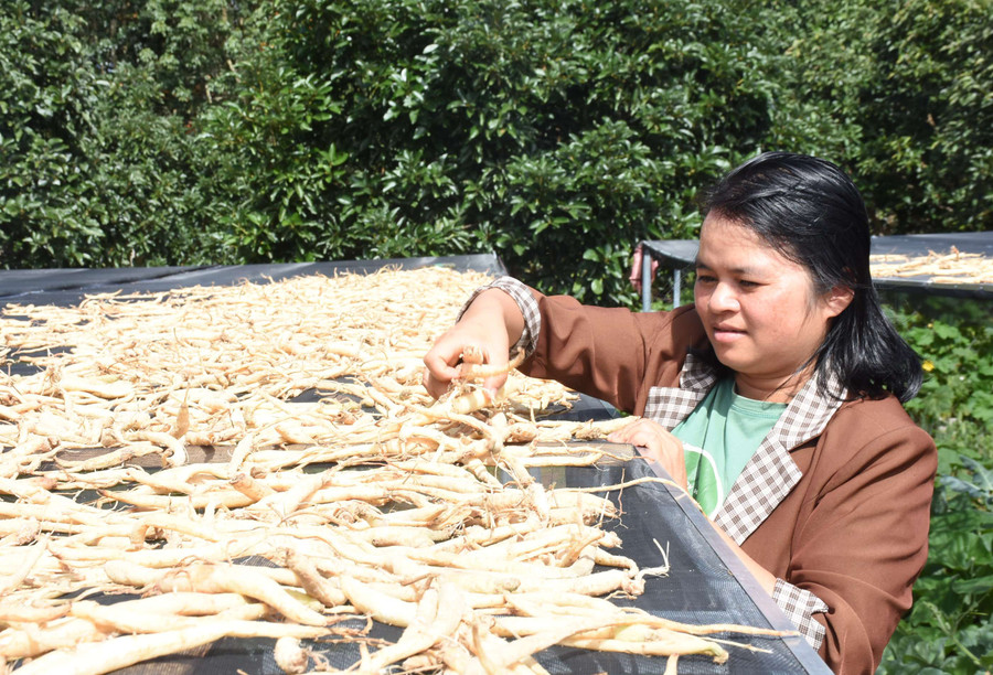 Y Hoa đang ấp ủ và mong đưa dược liệu ở Tu Mơ Rông vươn xa hơn. Ảnh: N.P Y Hoa đang ấp ủ và mong đưa dược liệu ở Tu Mơ Rông vươn xa hơn. Ảnh: N.P