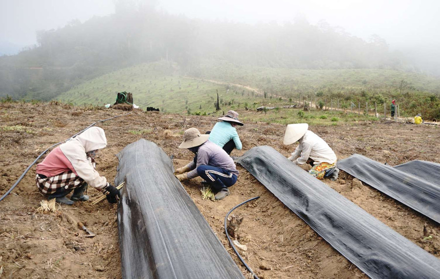 Hợp tác xã đã tạo việc làm và thu nhập cho nhiều người dân ở làng Đăk Chum I. Ảnh: V.T Hợp tác xã đã tạo việc làm và thu nhập cho nhiều người dân ở làng Đăk Chum I. Ảnh: V.T