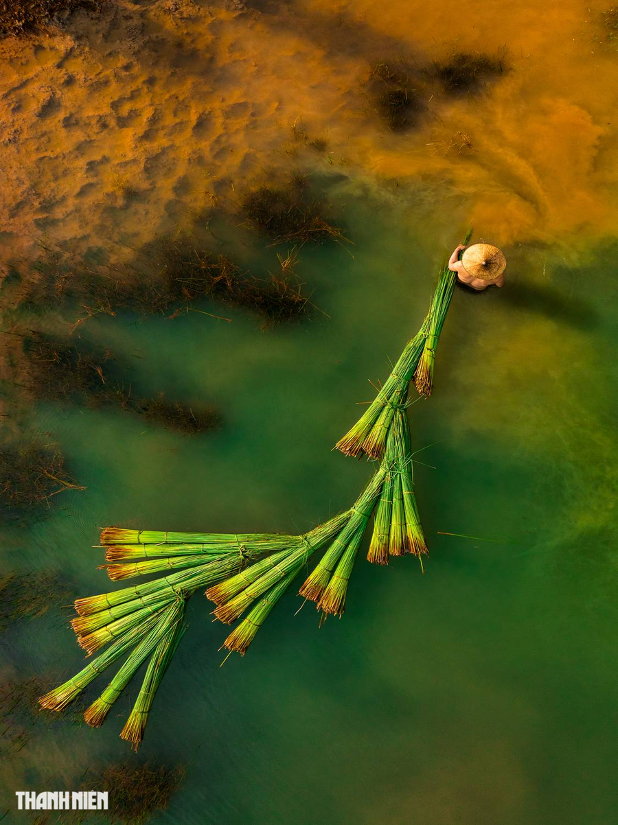 Vùng quê miền Tây bình yên trong tác phẩm Thu hoạch cỏ bàng của tác giả Nguyễn Đặng Việt Cường. Anh cho biết đã chụp cảnh người dân vận chuyển, kết các bó cỏ bàng để kéo về trên ruộng xã Mỹ Hạnh Bắc, huyện Đức Hòa, Long An. Cỏ bàng được làm nguyên liệu sản xuất ống hút thay thế cho ống hút nhựa để bảo vệ môi trường. Ảnh: ĐẶNG VIỆT CƯỜNG Vùng quê miền Tây bình yên trong tác phẩm Thu hoạch cỏ bàng của tác giả Nguyễn Đặng Việt Cường. Anh cho biết đã chụp cảnh người dân vận chuyển, kết các bó cỏ bàng để kéo về trên ruộng xã Mỹ Hạnh Bắc, huyện Đức Hòa, Long An. Cỏ bàng được làm nguyên liệu sản xuất ống hút thay thế cho ống hút nhựa để bảo vệ môi trường. Ảnh: ĐẶNG VIỆT CƯỜNG