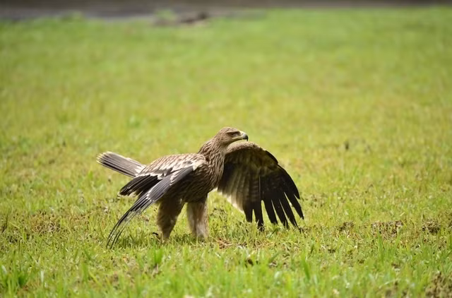 Tái thả đại bàng đầu nâu cực kỳ quý hiếm, nguy cấp về tự nhiên. Ảnh: Marc Goelkel