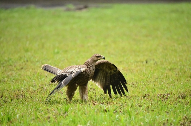 Tái thả đại bàng đầu nâu cực kỳ quý hiếm, nguy cấp về tự nhiên. Ảnh: Marc Goelkel Tái thả đại bàng đầu nâu cực kỳ quý hiếm, nguy cấp về tự nhiên. Ảnh: Marc Goelkel