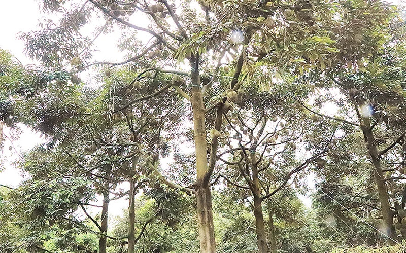 Vườn sầu riêng trĩu quả của nông dân huyện Krông Pắc chờ đón du khách đến trải nghiệm và thưởng thức. Vườn sầu riêng trĩu quả của nông dân huyện Krông Pắc chờ đón du khách đến trải nghiệm và thưởng thức.