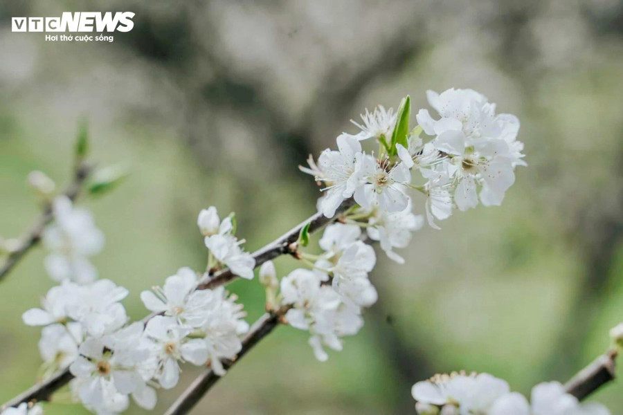 Khác với những loài hoa khác của núi rừng Tây Bắc, hoa mận khoác lên mình màu trắng tinh khôi, cánh hoa mỏng manh nhưng luôn tỏa ra hương thơm nhẹ nhàng dễ chịu, cuốn hút du khách.