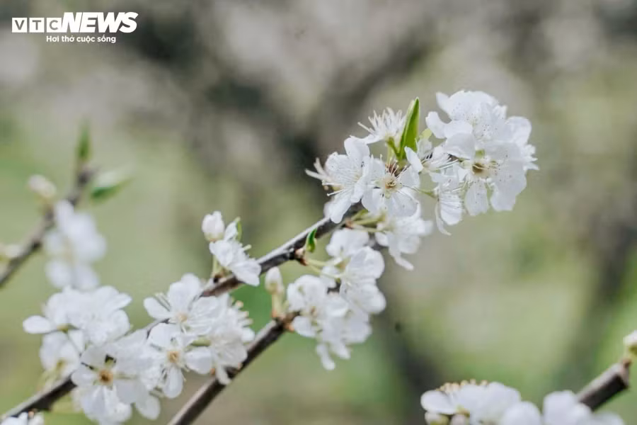 Khác với những loài hoa khác của núi rừng Tây Bắc, hoa mận khoác lên mình màu trắng tinh khôi, cánh hoa mỏng manh nhưng luôn tỏa ra hương thơm nhẹ nhàng dễ chịu, cuốn hút du khách.