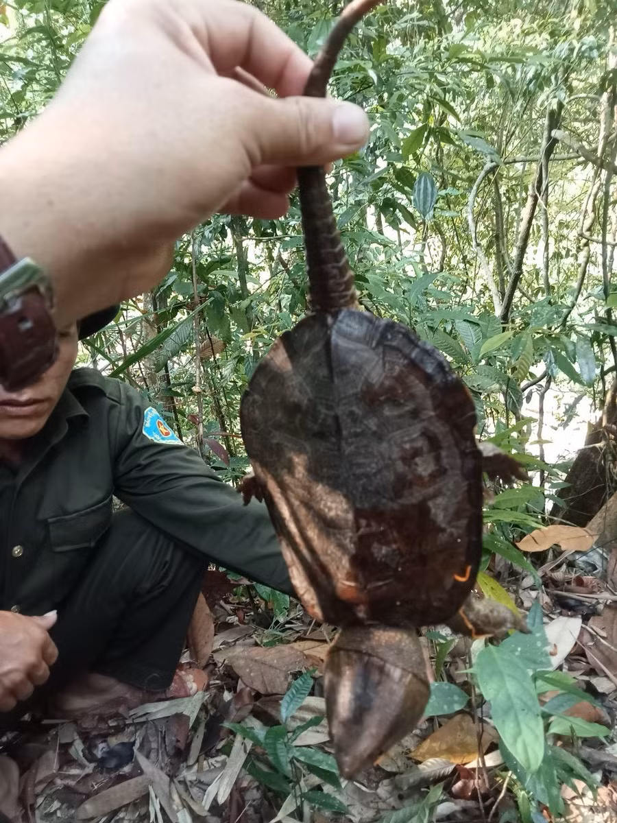 Cá thể rùa đầu to được phát hiện khi mắc vào dây rừng không di chuyển được