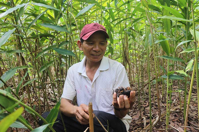 Người dân Kbang phát triển kinh tế nhờ trồng dược liệu. Ảnh: Ngọc Minh Người dân Kbang phát triển kinh tế nhờ trồng dược liệu. Ảnh: Ngọc Minh