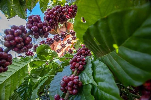 Giá cà phê được dự báo sẽ tiếp tục tăng trong tuần mới. Ảnh: MINH ĐĂNG