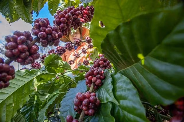 Giá cà phê được dự báo sẽ tiếp tục tăng trong tuần mới. Ảnh: MINH ĐĂNG