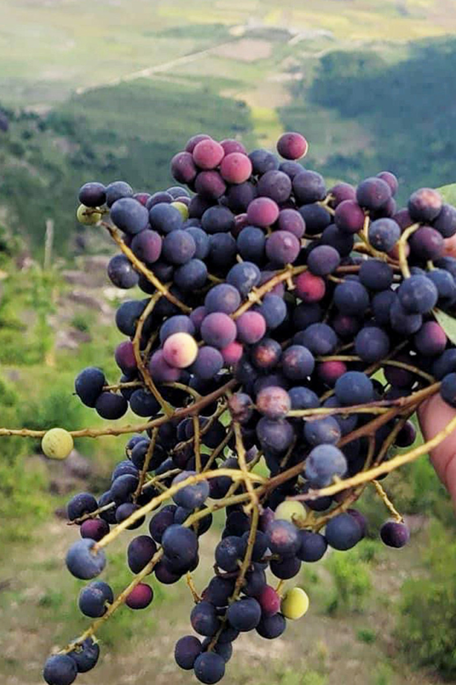 Quả boh chieng lai. Ảnh: Đoàn Lanh Quả boh chieng lai. Ảnh: Đoàn Lanh