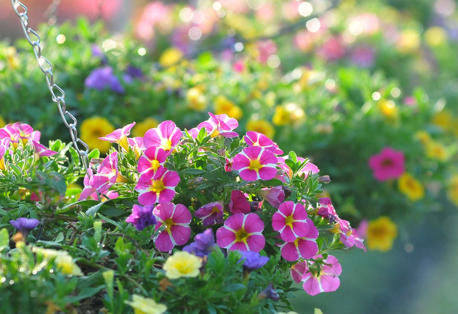 Hoa dạ thảo khoe sắc Hoa dạ thảo khoe sắc