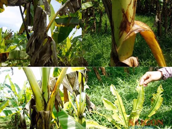 Chuối ngự bị bệnh, cây mẹ lây cây con. Ảnh: NGUYỄN TRANG
