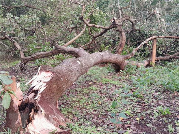 Lốc xoáy làm gãy đổ cây điều. (Ảnh: K GỬIH/TTXVN) Lốc xoáy làm gãy đổ cây điều. (Ảnh: K GỬIH/TTXVN)