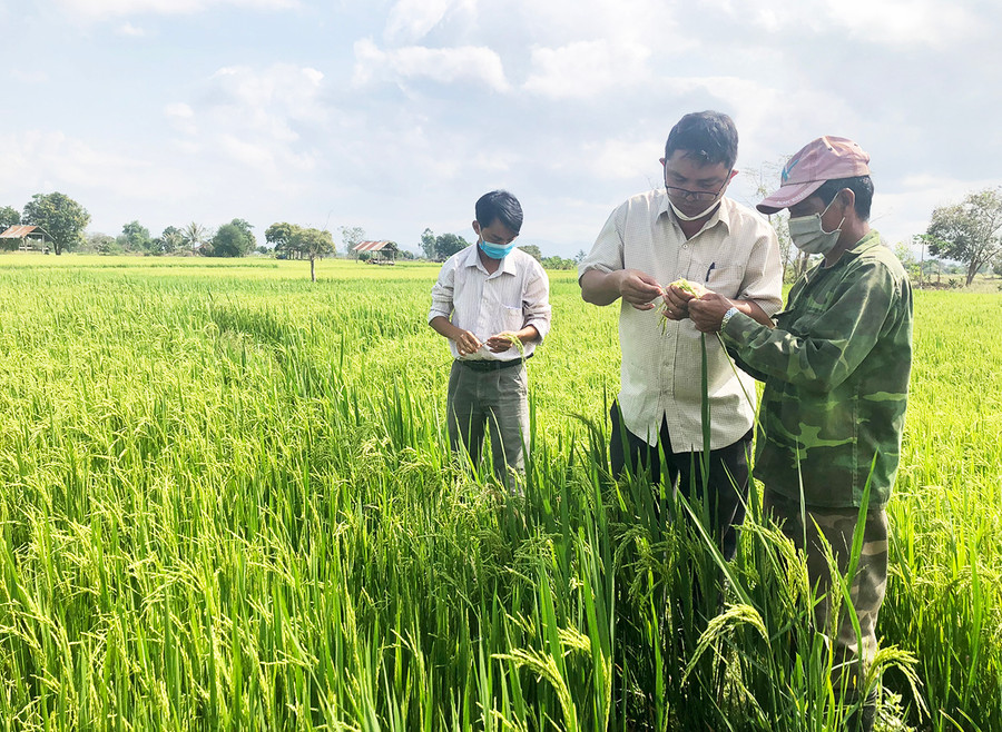 Mô hình trồng lúa giống mới giúp hội viên, nông dân xã Ia Rmok phát triển kinh tế. Ảnh: Lê Nam