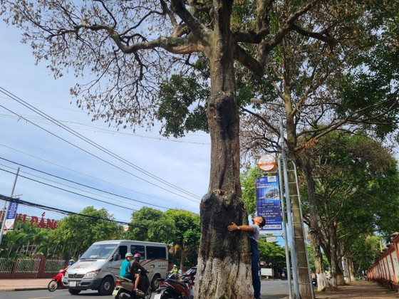 Cây có đường kính hơn 1 người ôm Cây có đường kính hơn 1 người ôm