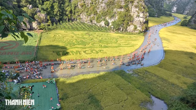 Khu du lịch Tam Cốc - Bích Động trong mùa lúa chín vàng vừa qua. Ảnh: MINH HẢI