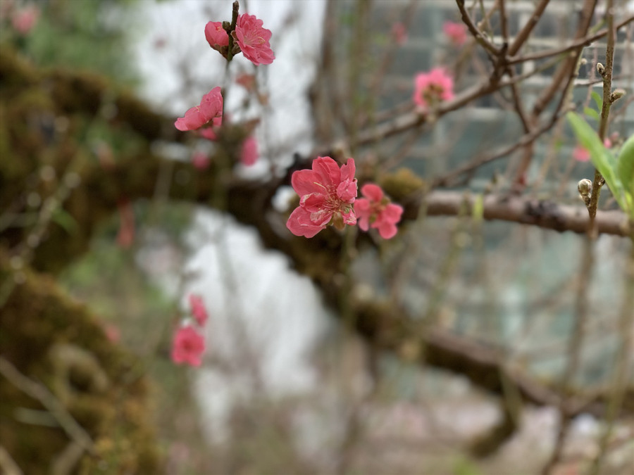 Hoa đào có màu sắc tươi tắn, tự nhiên. Ảnh: Quỳnh Trang Hoa đào có màu sắc tươi tắn, tự nhiên. Ảnh: Quỳnh Trang
