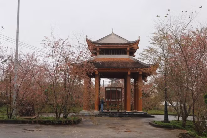 Khu vực Tháp Chuông là nơi Hoa Anh Đào nở đẹp nhất tại Măng Đen năm nay. (Ảnh: Dư Toán/TTXVN) Khu vực Tháp Chuông là nơi Hoa Anh Đào nở đẹp nhất tại Măng Đen năm nay. (Ảnh: Dư Toán/TTXVN)