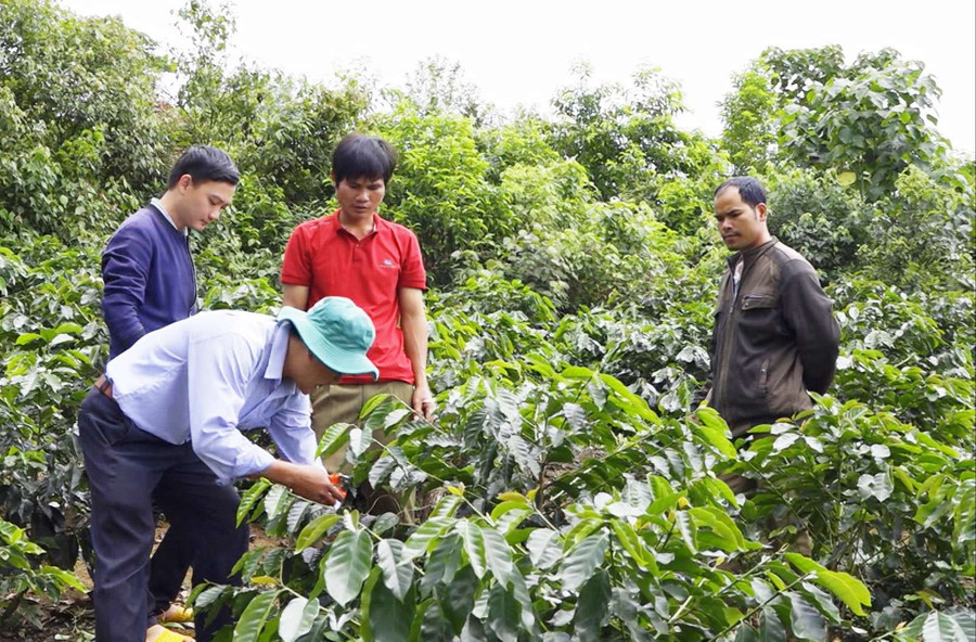 Hướng dẫn người dân kỹ thuật chăm sóc cà phê. Ảnh: H.L Hướng dẫn người dân kỹ thuật chăm sóc cà phê. Ảnh: H.L