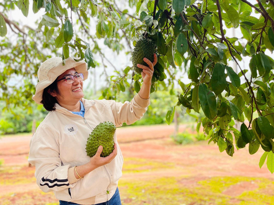 Chị Nguyễn Thị Hà (xã Ia Vê, huyện Chư Prông) tận dụng nguồn nguyên liệu sẵn có để chế biến trà mãng cầu, góp phần gia tăng giá trị cho sản phẩm nông nghiệp ở địa phương. Ảnh: T.D Chị Nguyễn Thị Hà (xã Ia Vê, huyện Chư Prông) tận dụng nguồn nguyên liệu sẵn có để chế biến trà mãng cầu, góp phần gia tăng giá trị cho sản phẩm nông nghiệp ở địa phương. Ảnh: T.D