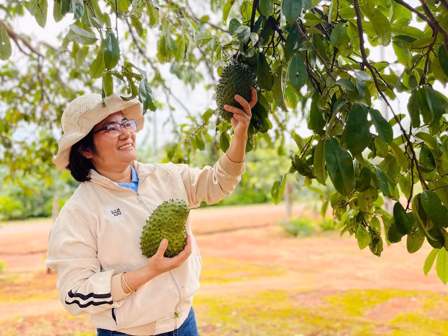 Chị Nguyễn Thị Hà (xã Ia Vê, huyện Chư Prông) tận dụng nguồn nguyên liệu sẵn có để chế biến trà mãng cầu, góp phần gia tăng giá trị cho sản phẩm nông nghiệp ở địa phương. Ảnh: T.D