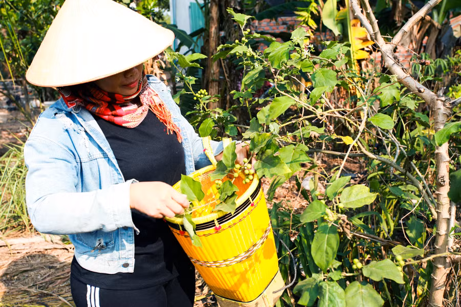 Những quả cà Lào rất nhỏ nhưng thơm và giòn, tạo vị đặc trưng cho món gỏi lá mì. Ảnh: H.T