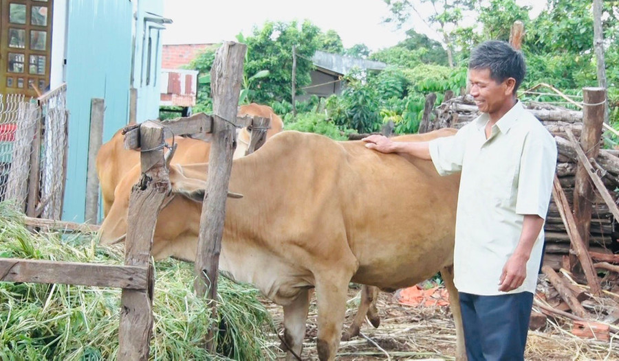 Ông Rah Lan Grok chăn nuôi bò để có thêm thu nhập và lấy phân bón cho cây trồng. Ảnh: N.H Ông Rah Lan Grok chăn nuôi bò để có thêm thu nhập và lấy phân bón cho cây trồng. Ảnh: N.H