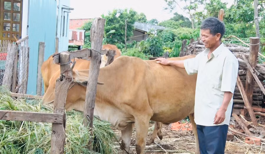 Ông Rah Lan Grok chăn nuôi bò để có thêm thu nhập và lấy phân bón cho cây trồng. Ảnh: N.H