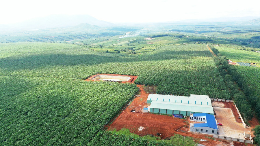 Công ty cổ phần Nông nghiệp công nghệ cao Hưng Sơn đã hình thành được vùng nguyên liệu rộng khoảng 600 ha. Ảnh: Quang Tấn Công ty cổ phần Nông nghiệp công nghệ cao Hưng Sơn đã hình thành được vùng nguyên liệu rộng khoảng 600 ha. Ảnh: Quang Tấn