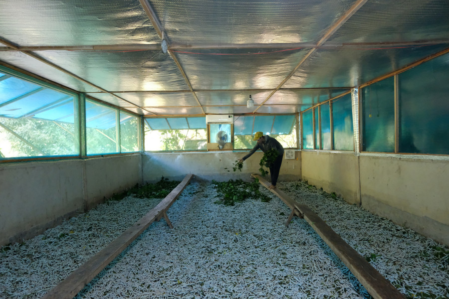 Gia đình anh Nguyễn Văn Trung (thôn Xuân Thượng) đang nuôi 2,5 hộp tằm giống. Với diện tích nhà tằm 80m2, anh Trung lắp 2 máy lạnh và 3 quạt hút mùi, 2 quạt cây. Gia đình anh được hỗ trợ 18 triệu đồng/2 máy lạnh Gia đình anh Nguyễn Văn Trung (thôn Xuân Thượng) đang nuôi 2,5 hộp tằm giống. Với diện tích nhà tằm 80m2, anh Trung lắp 2 máy lạnh và 3 quạt hút mùi, 2 quạt cây. Gia đình anh được hỗ trợ 18 triệu đồng/2 máy lạnh