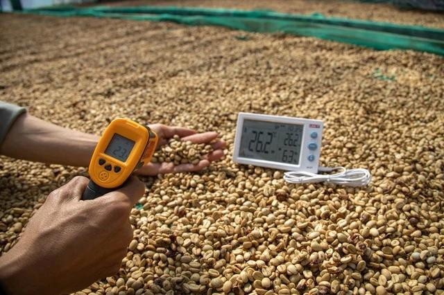 Cơn sốt giá cà phê tiếp tục kéo dài. Ảnh Minh Đăng