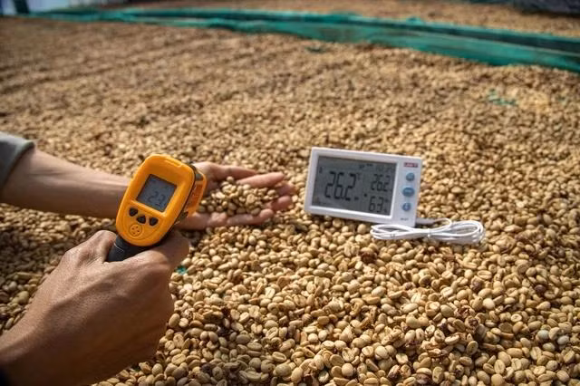 Cơn sốt giá cà phê tiếp tục kéo dài. Ảnh Minh Đăng