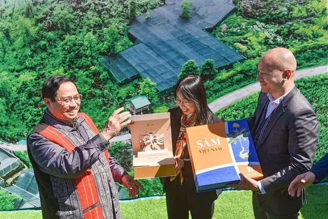 Chương trình phát triển sâm VN luôn được Thủ tướng Chính phủ quan tâm, nhưng để biến sâm VN thành hàng hóa thật sự còn nhiều việc phải làm. Ảnh: MINH HUY